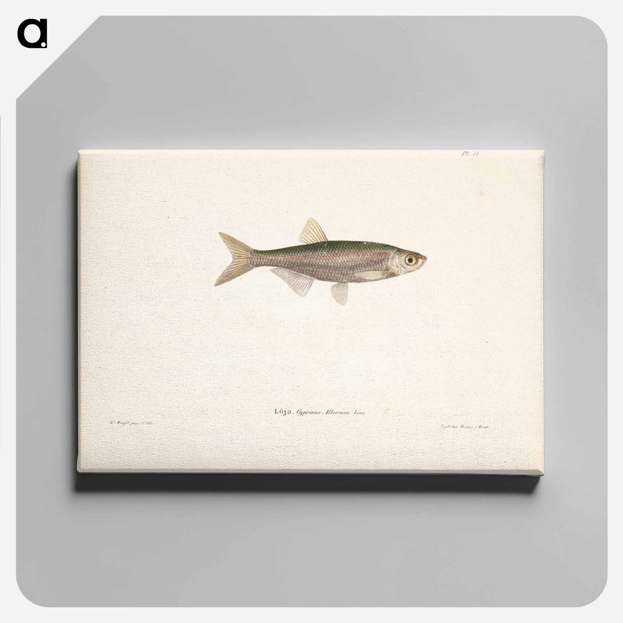 Bleak - Wilhelm von Wright Canvas.