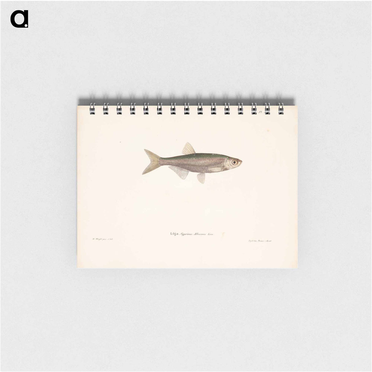 Bleak - ヴィルヘルム フォン ライト Memo.