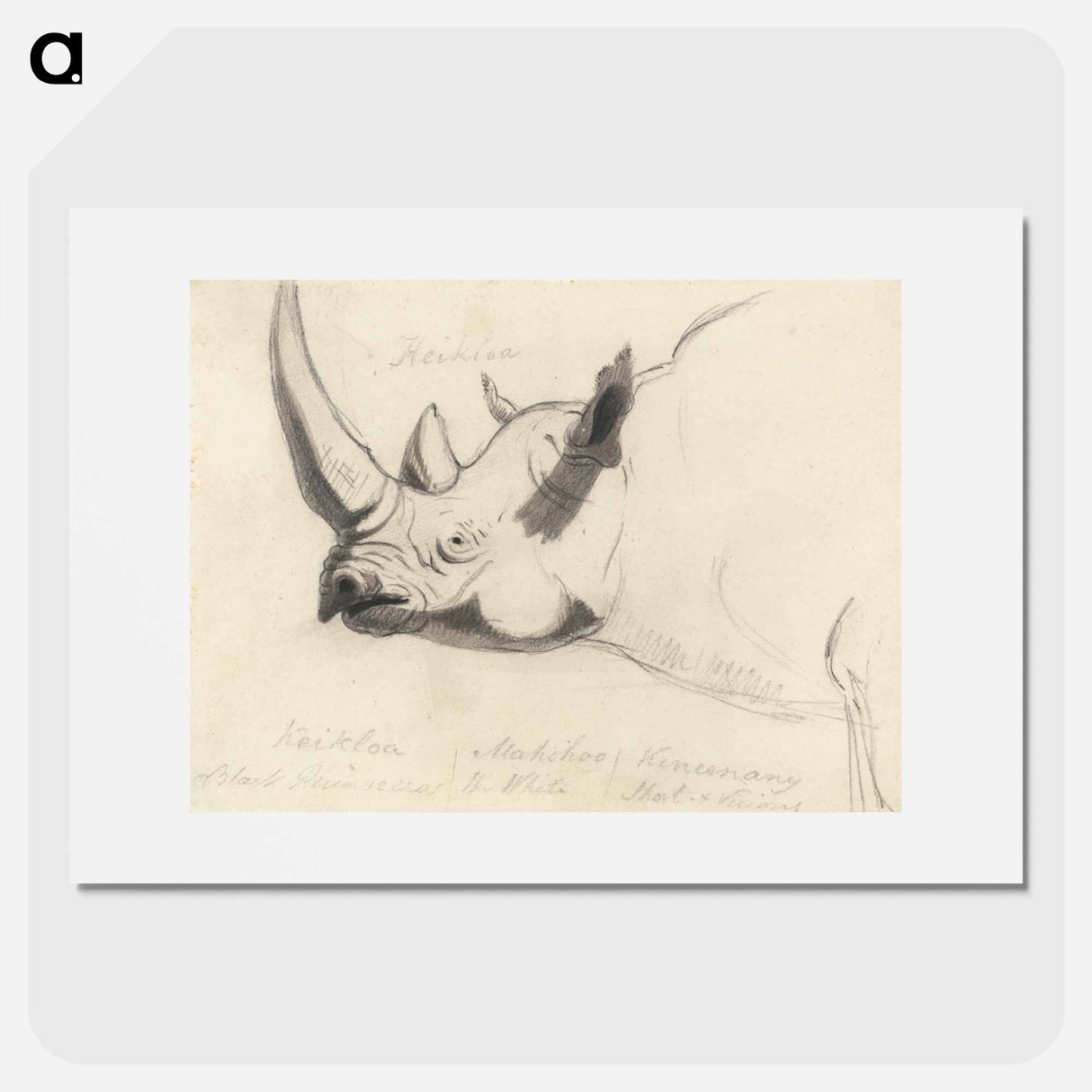 アートポスター-A Rhinoceros: Head and Shoulders, Facing Left
- イェール大学アートギャラリー Poster.