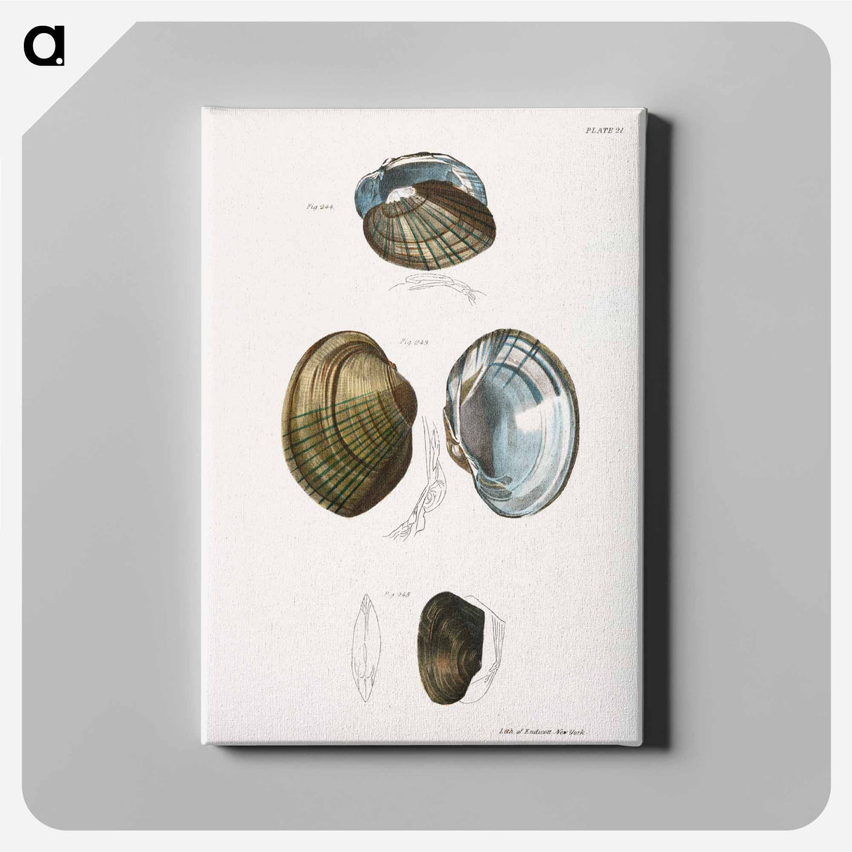 Unio cariosus - New York Zoology Canvas.