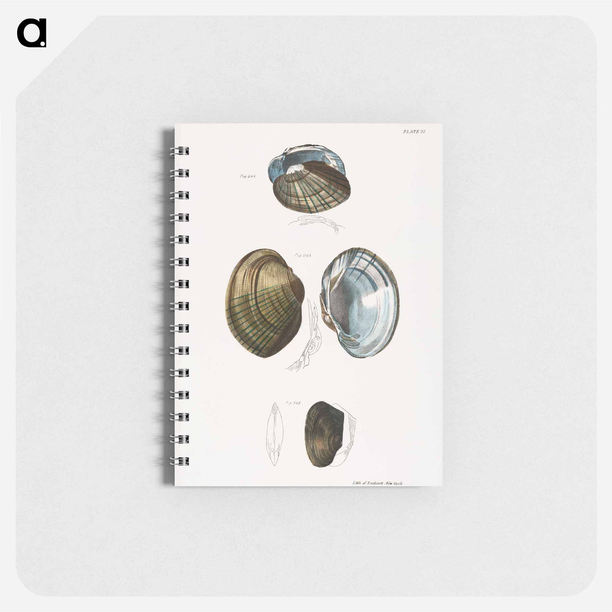 Unio cariosus - ニューヨークの動物学 Memo.