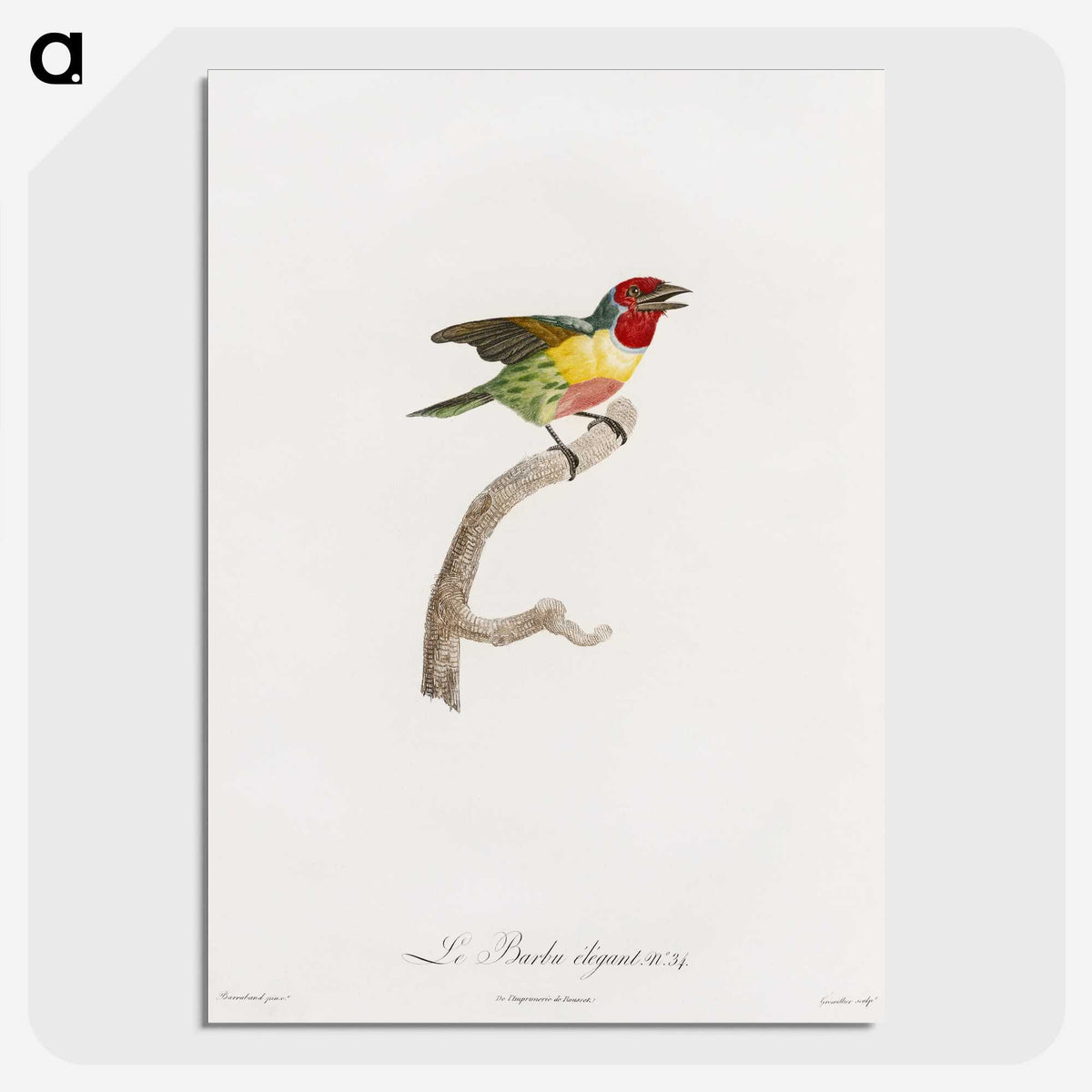 1-35_Des-Oiseaux-de-Paradis_picture-crop