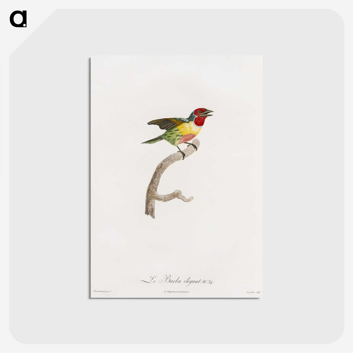 1-35_Des-Oiseaux-de-Paradis_postcard