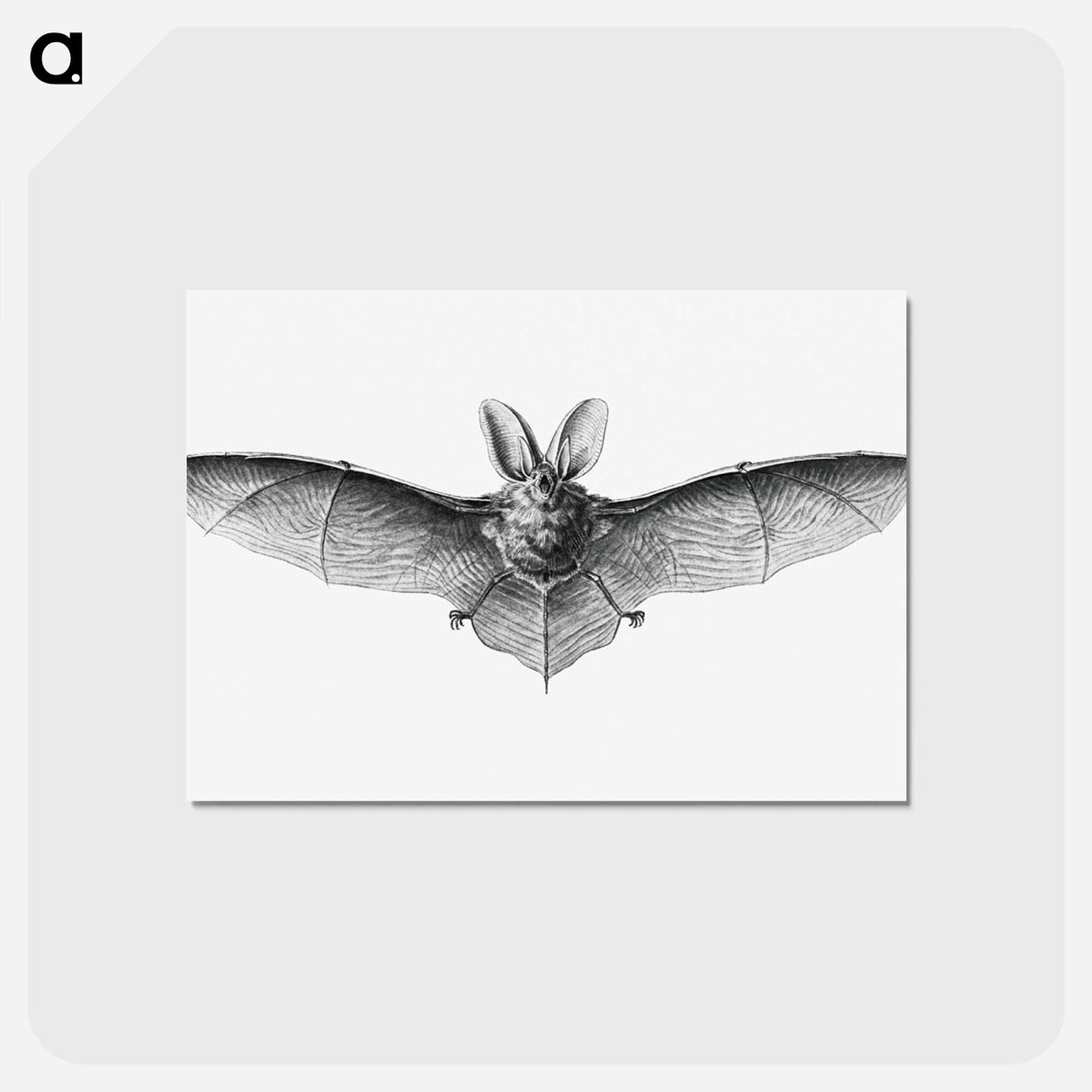 アートポストカード-Vintage bat illustration on white background - エルンスト ヘッケル Postcard.