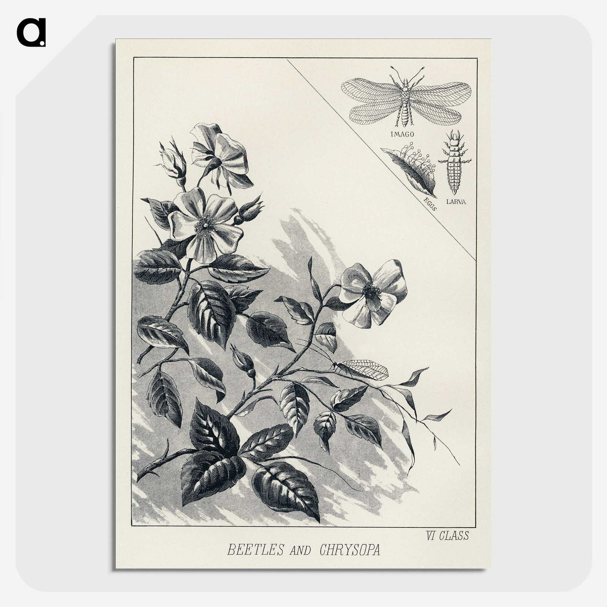 1-35_Favorite-Flies-and-Their-History_picture-crop