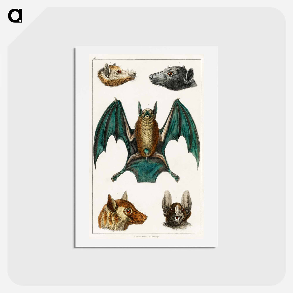 アートポストカード-Bats from Goldsmith's Animated Nature
- ゴールドスミスの生き生きとした自然 Postcard.