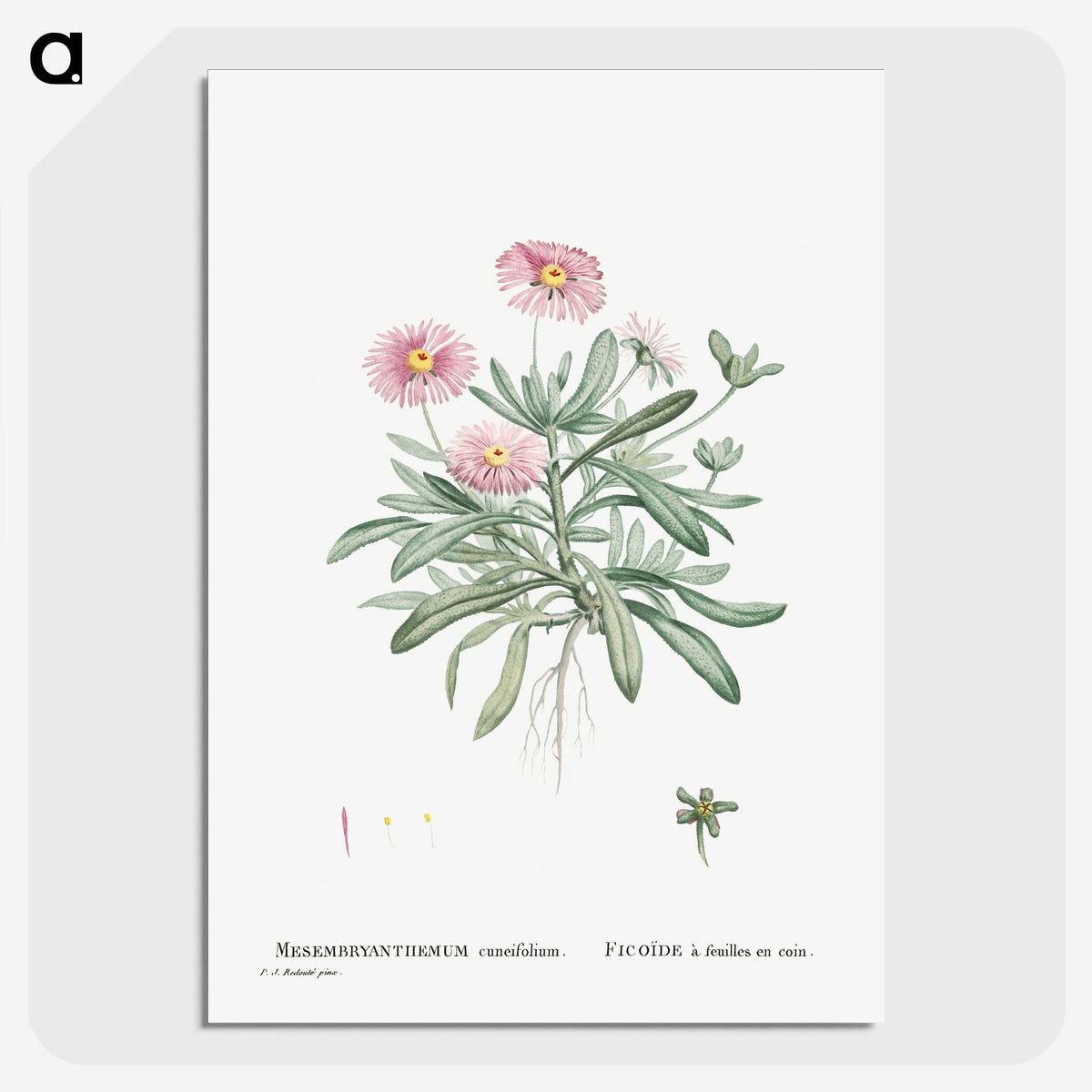 1-35_Histoire-des-Plantes-Grasses_picture-crop