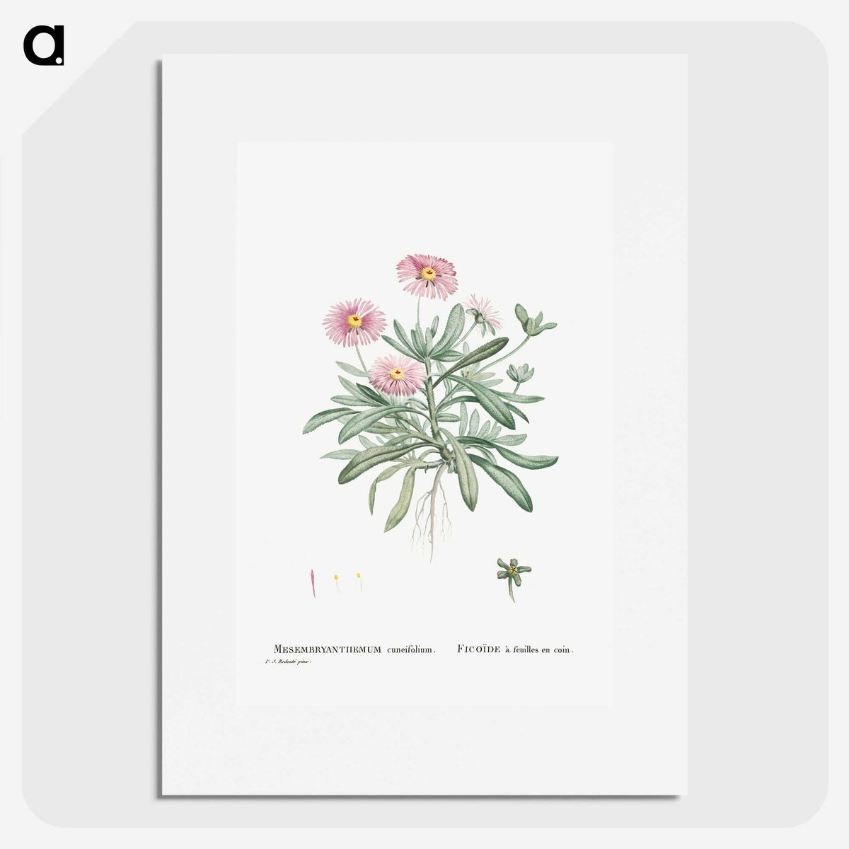 1-35_Histoire-des-Plantes-Grasses_picture