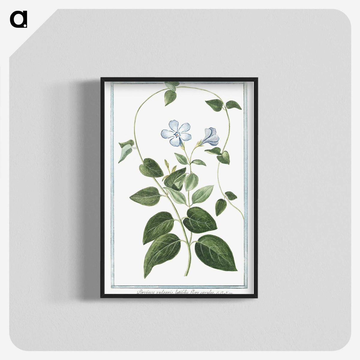 1-35_Hortus-Romanus-Botanical-Plates_blk-crop