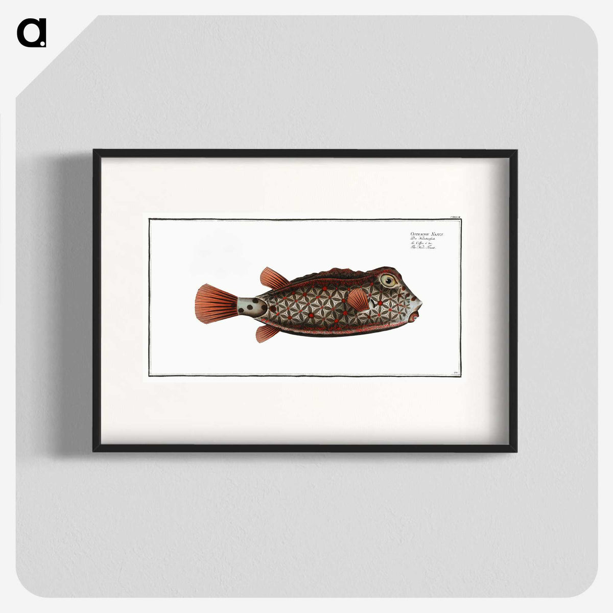 1-35_Ichtyologie-ou-Histoire-naturelle_blk