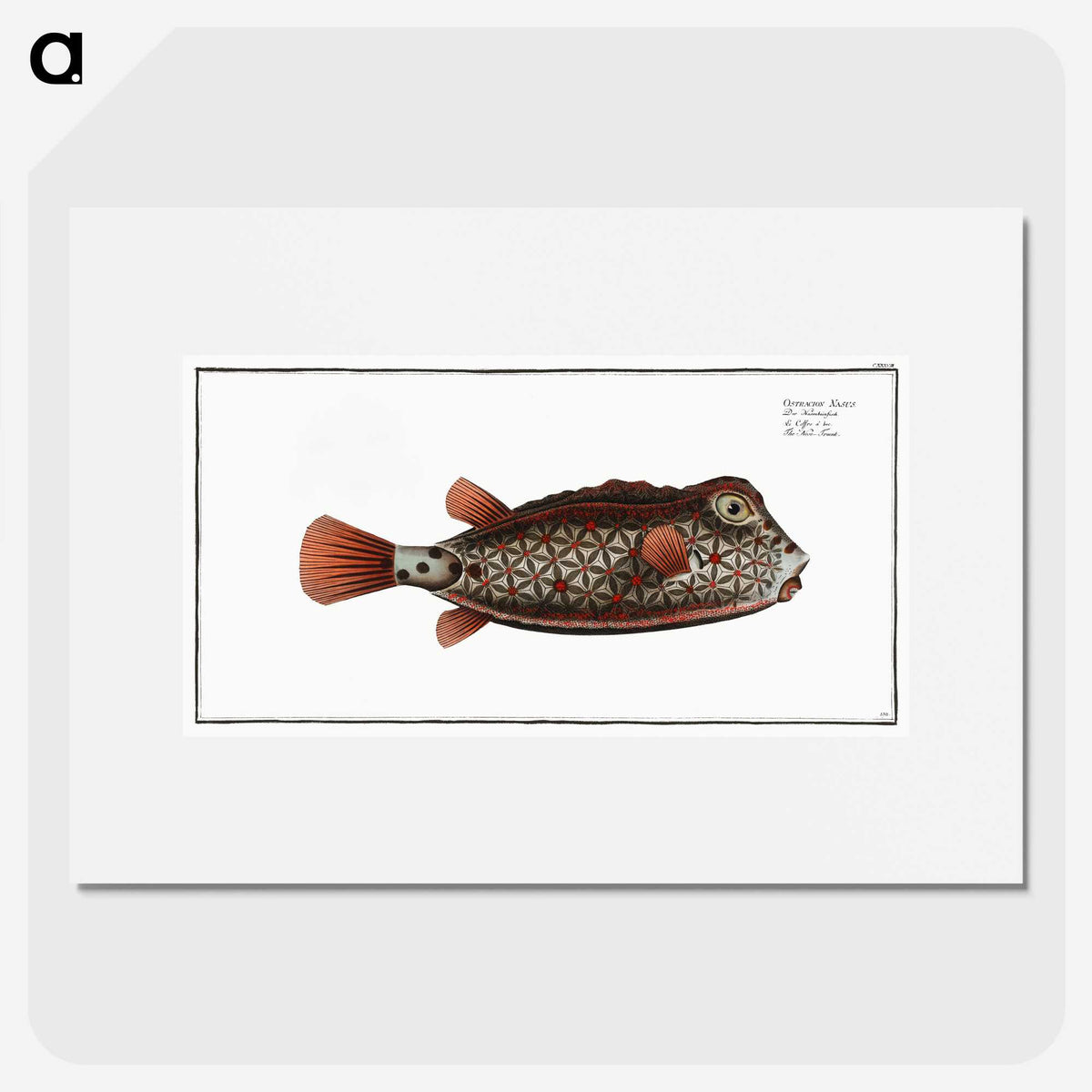 1-35_Ichtyologie-ou-Histoire-naturelle_picture