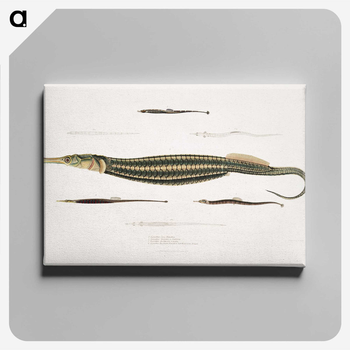 1-35_Indian-Zoology_canvas