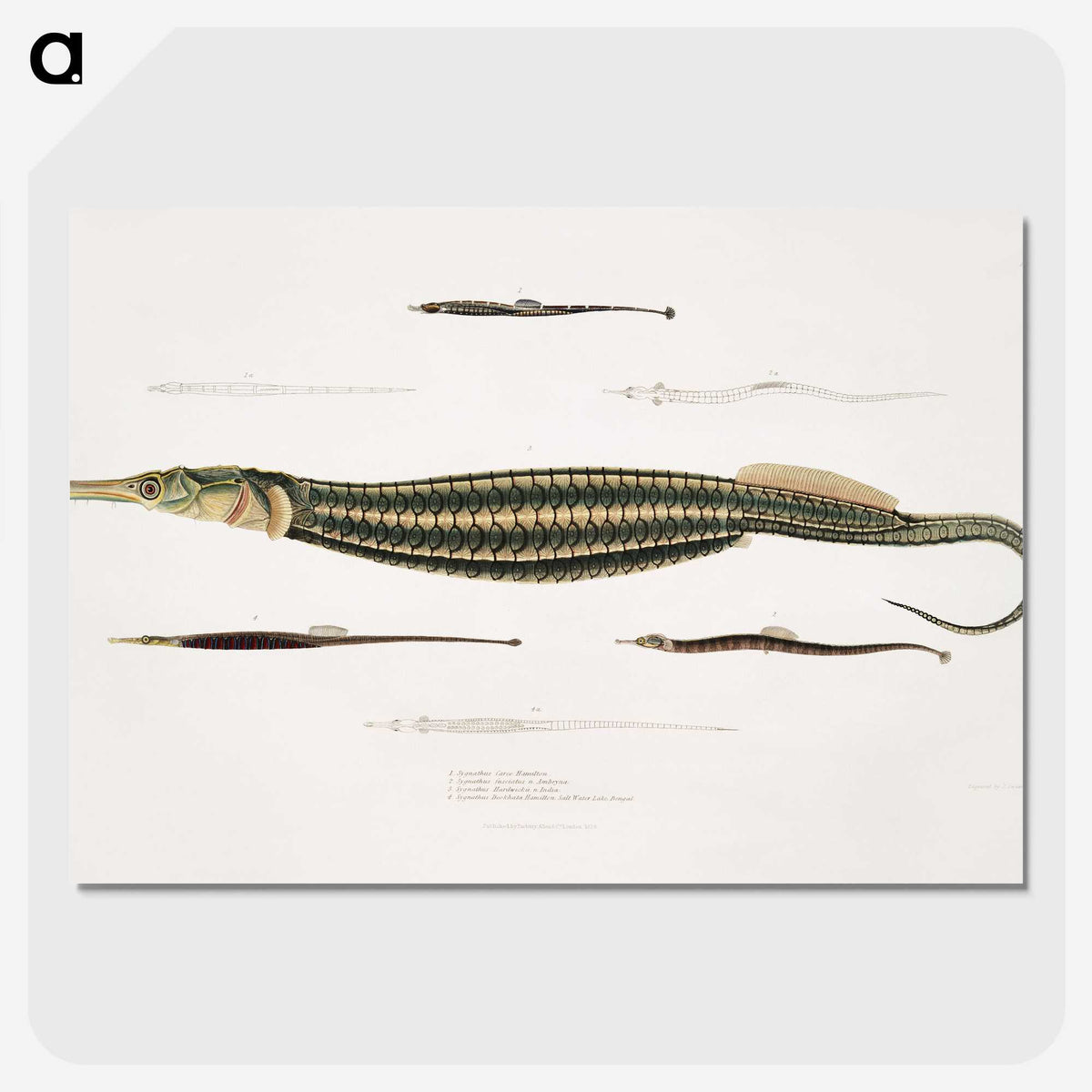 1-35_Indian-Zoology_picture-crop