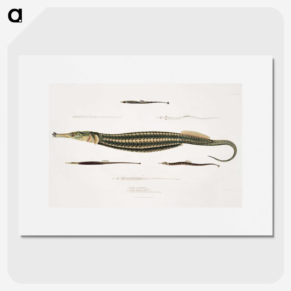 1-35_Indian-Zoology_picture