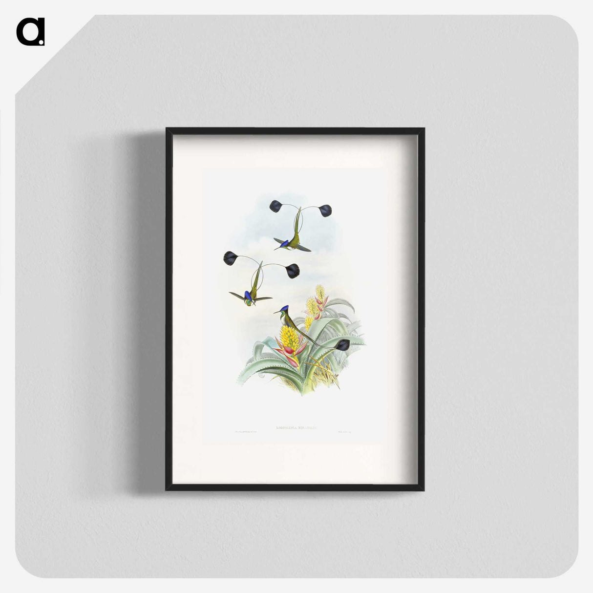 1-35_John-Gould_blk