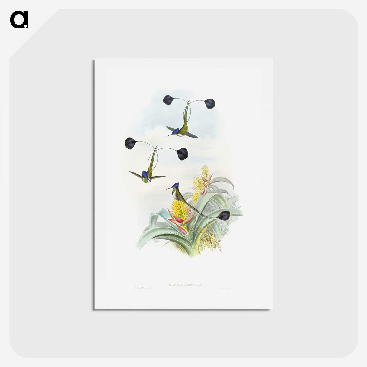 1-35_John-Gould_hagaki