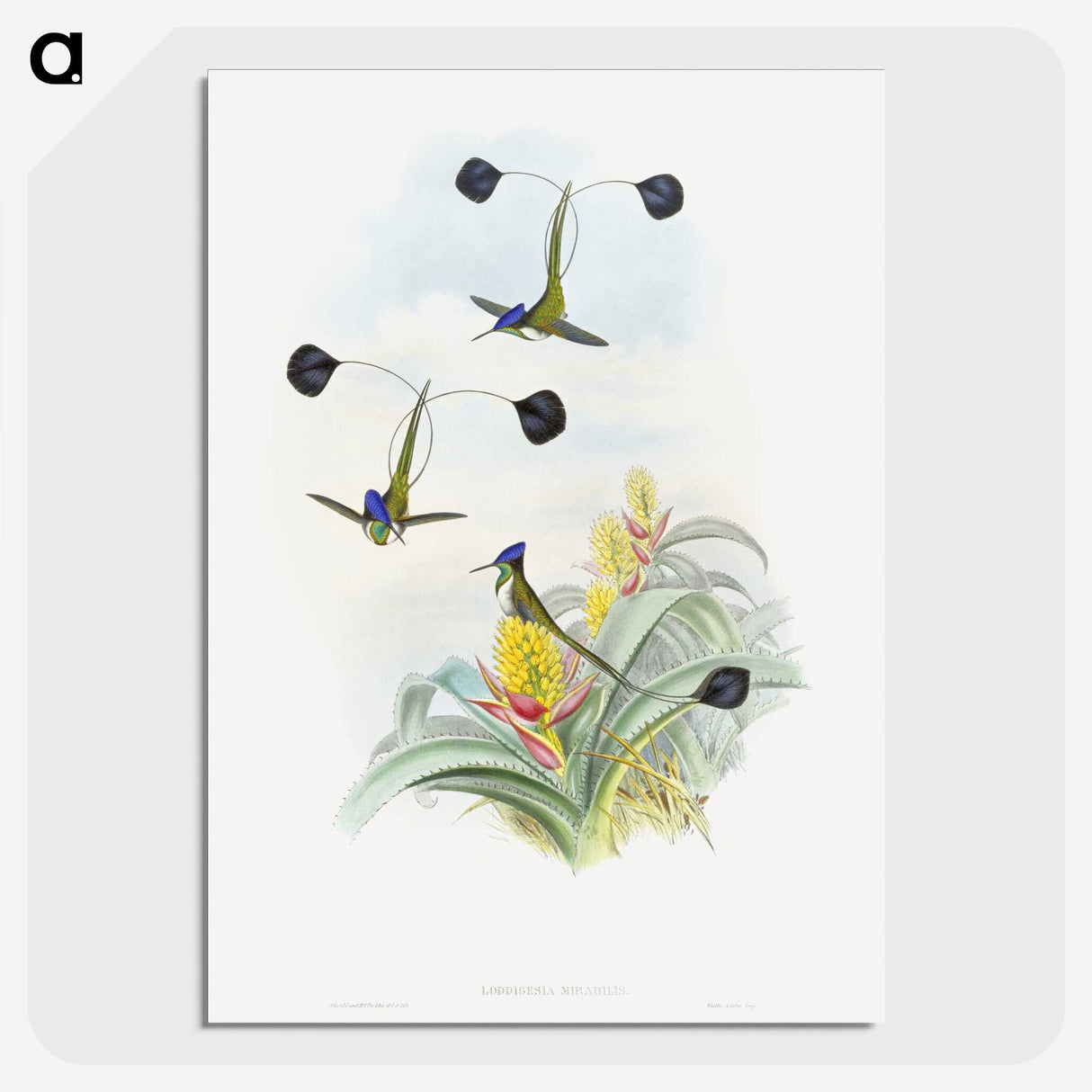 1-35_John-Gould_picture-crop