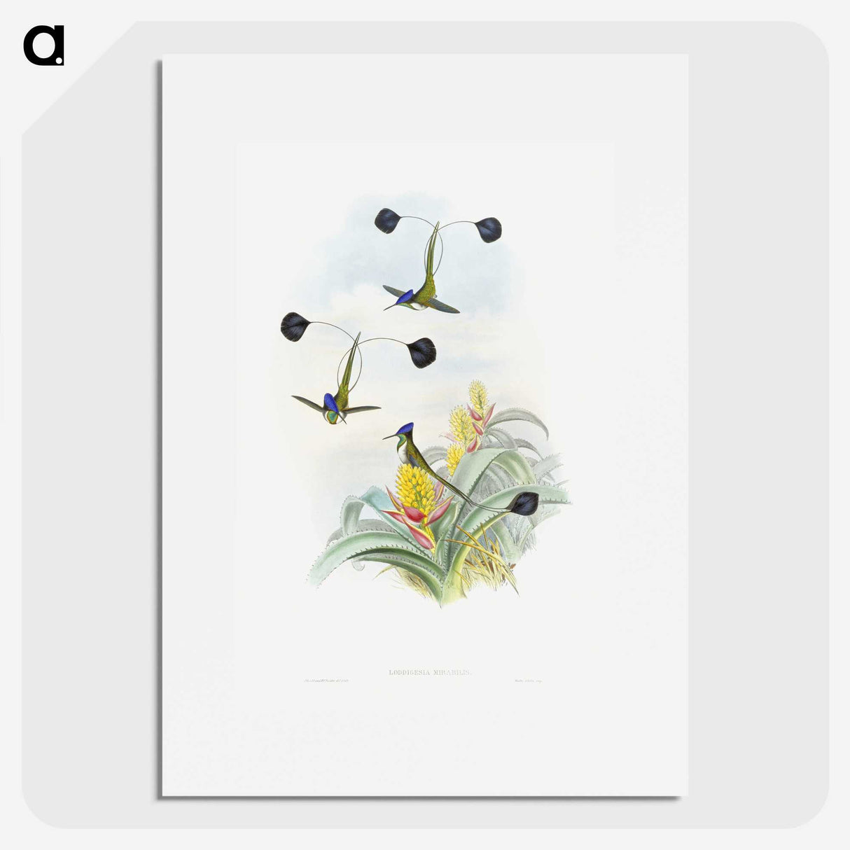 1-35_John-Gould_picture