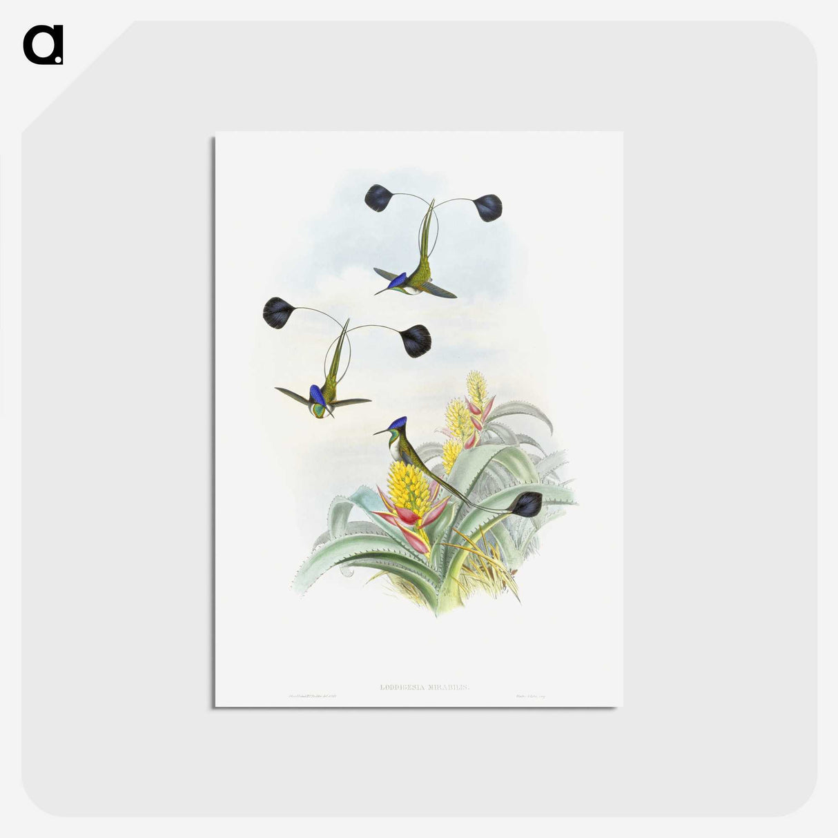 1-35_John-Gould_postcard