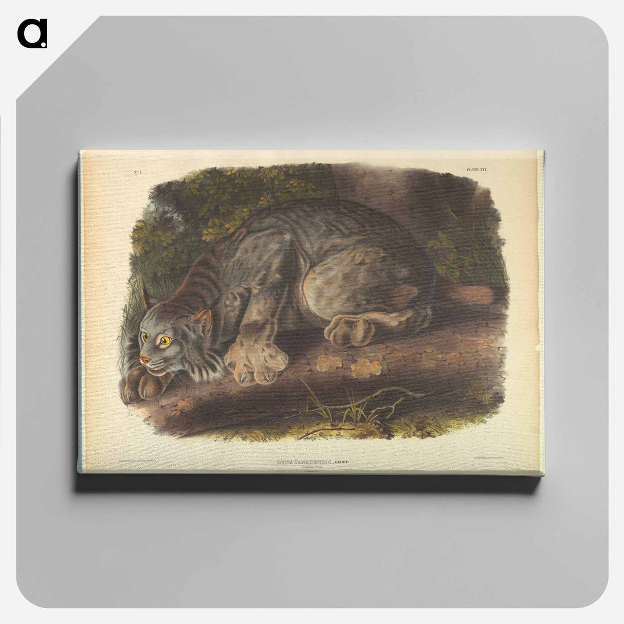 アートパネル-Canada Lynx
- ジョン ジェームス オーデュボン Canvas.