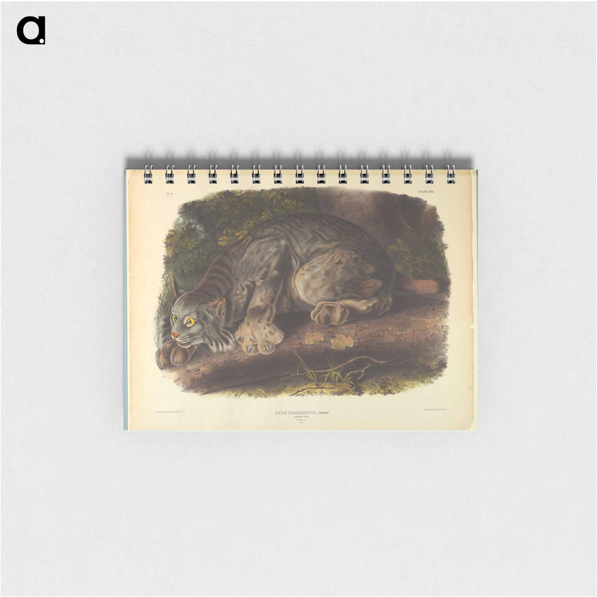 アートメモ帳-Canada Lynx
- ジョン ジェームス オーデュボン Memo.