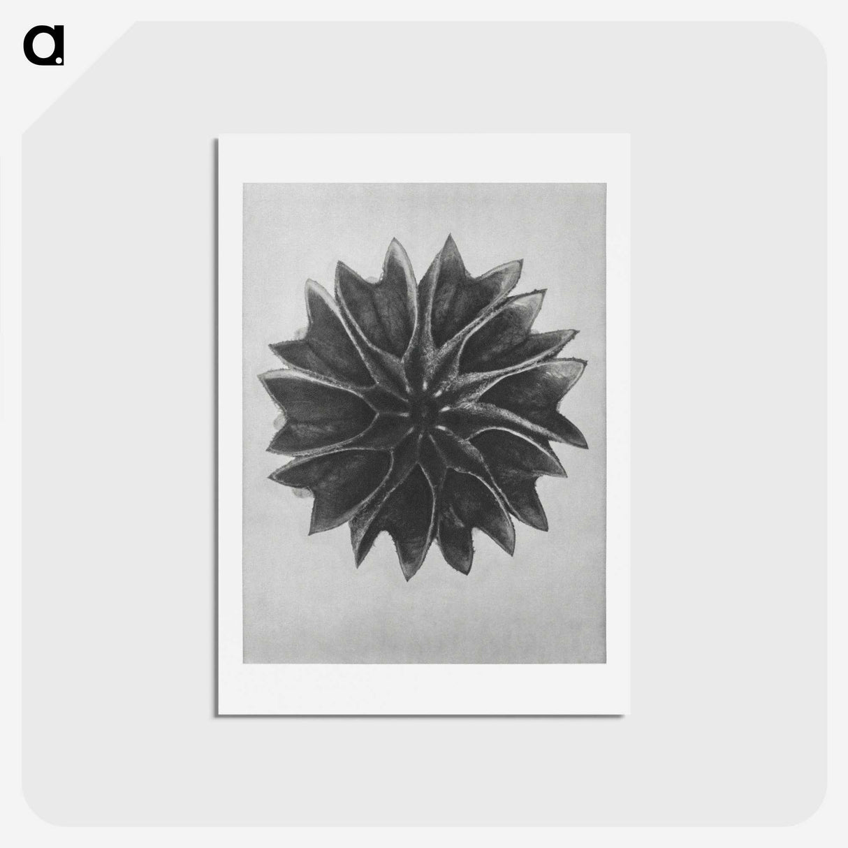 1-35_Karl-Blossfeldt_hagaki