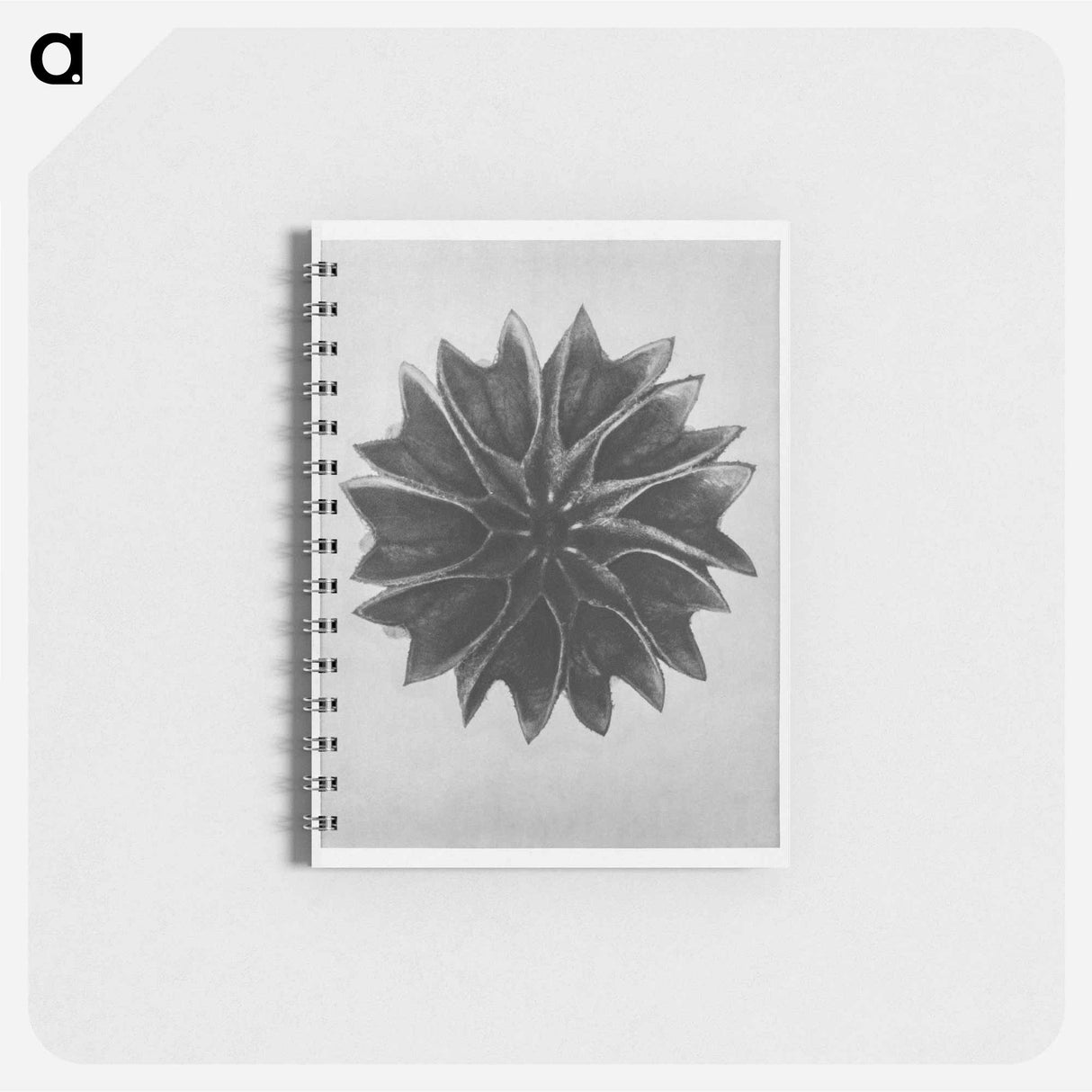 Abutilon (Lime Mallow) - カール ブロスフェルト Memo.