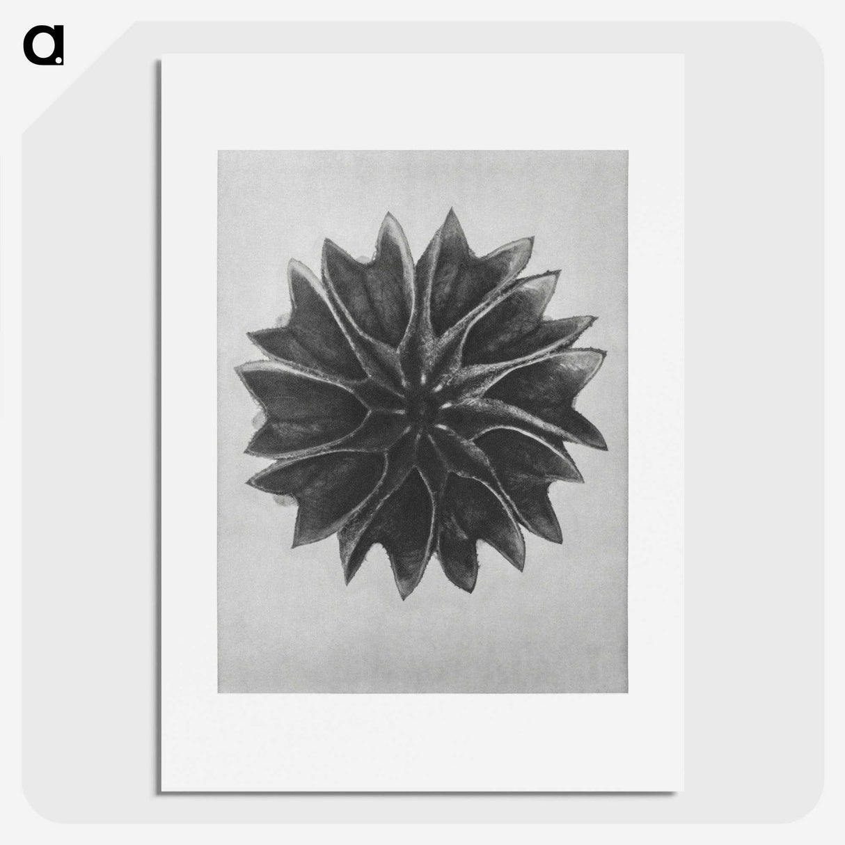 1-35_Karl-Blossfeldt_picture