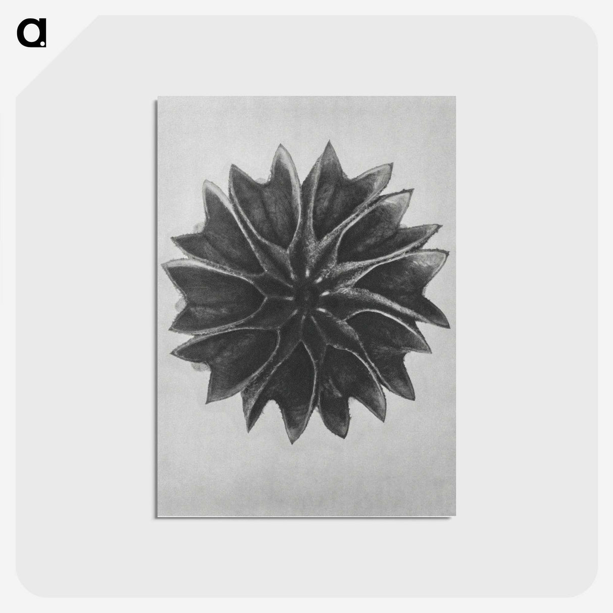 1-35_Karl-Blossfeldt_postcard