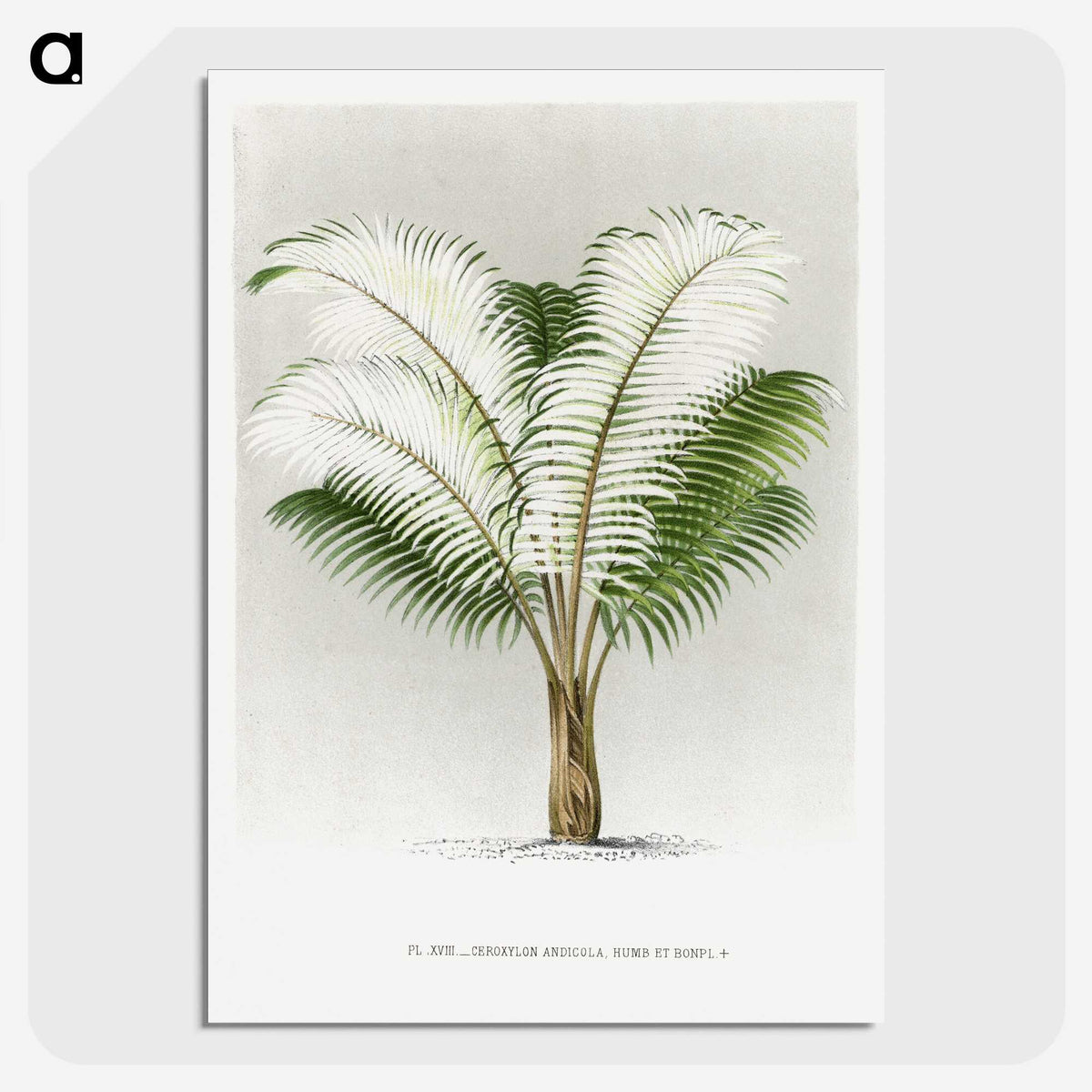 1-35_Les-Palmiers-Histoire-Iconographique_picture-crop
