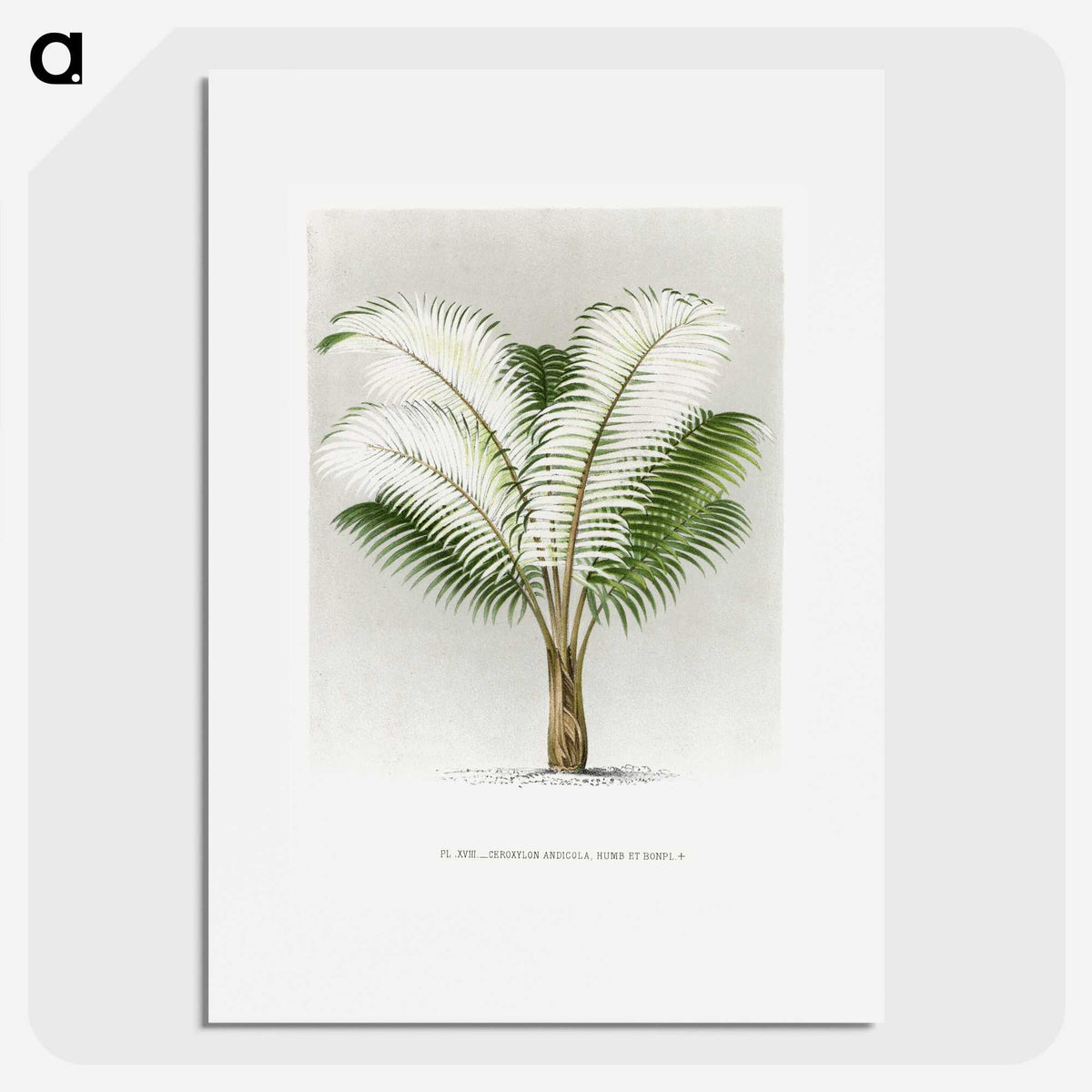 1-35_Les-Palmiers-Histoire-Iconographique_picture