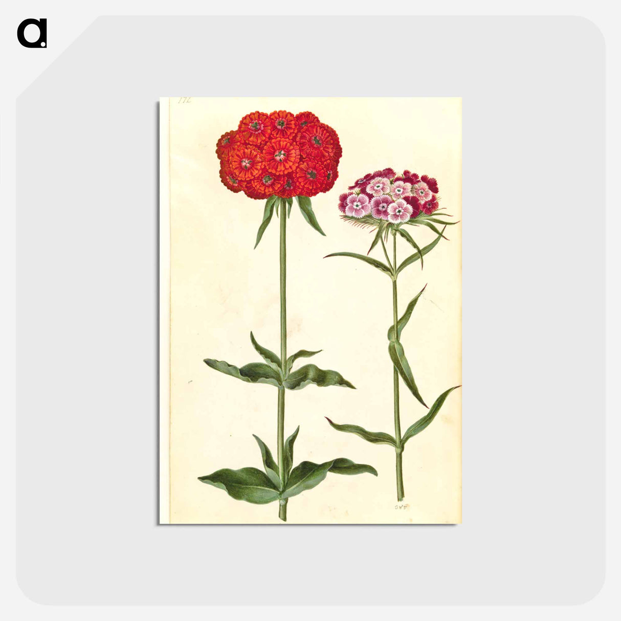 アートポストカード-Silene chalcedonica and Dianthus barbatus
- マリア ジビーラ メーリアン Postcard.