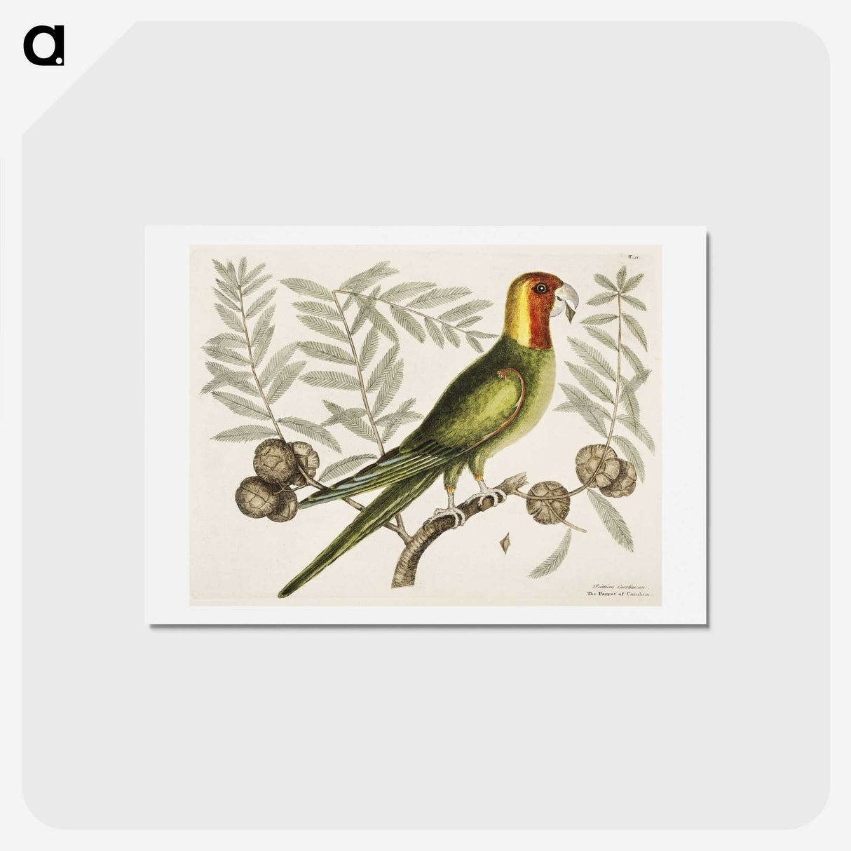 1-35_Mark-Catesby_hagaki