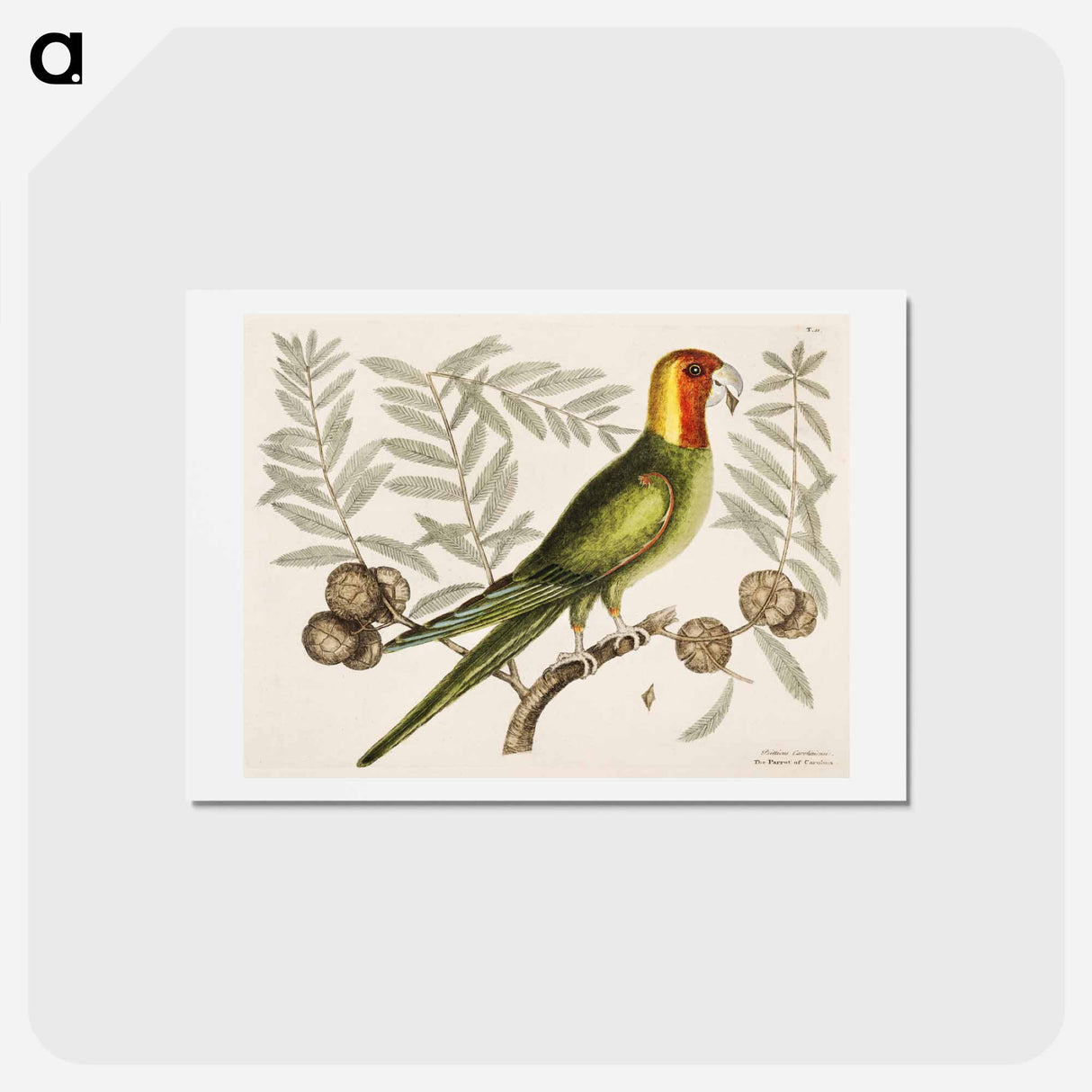 アートポストカード-Parrot of Carolina
- マーク ケイツビー Postcard.