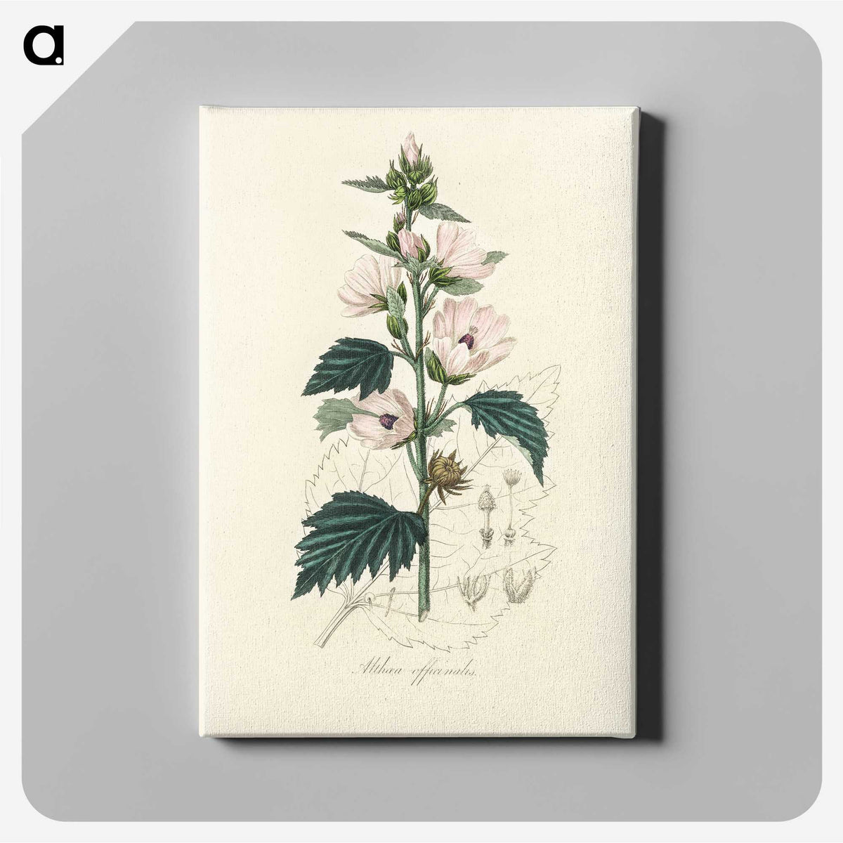 1-35_Medical-Botany_canvas