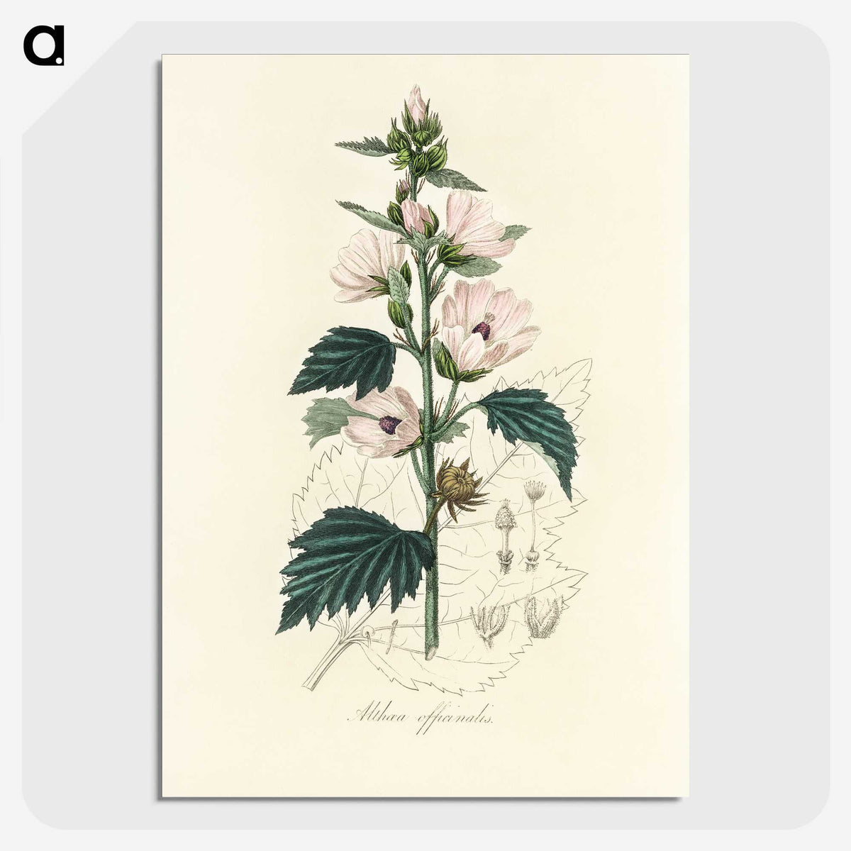 1-35_Medical-Botany_picture-crop