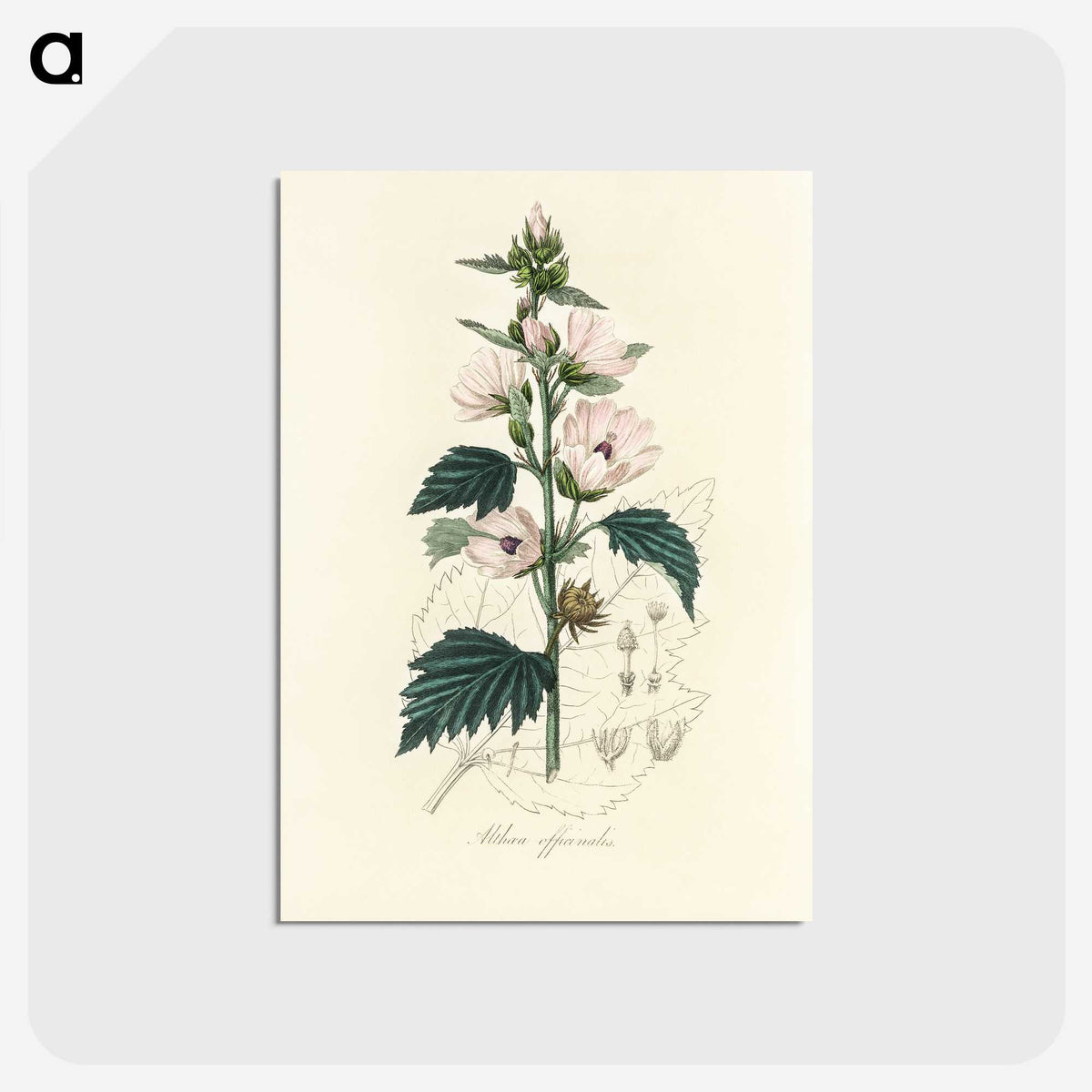 1-35_Medical-Botany_postcard