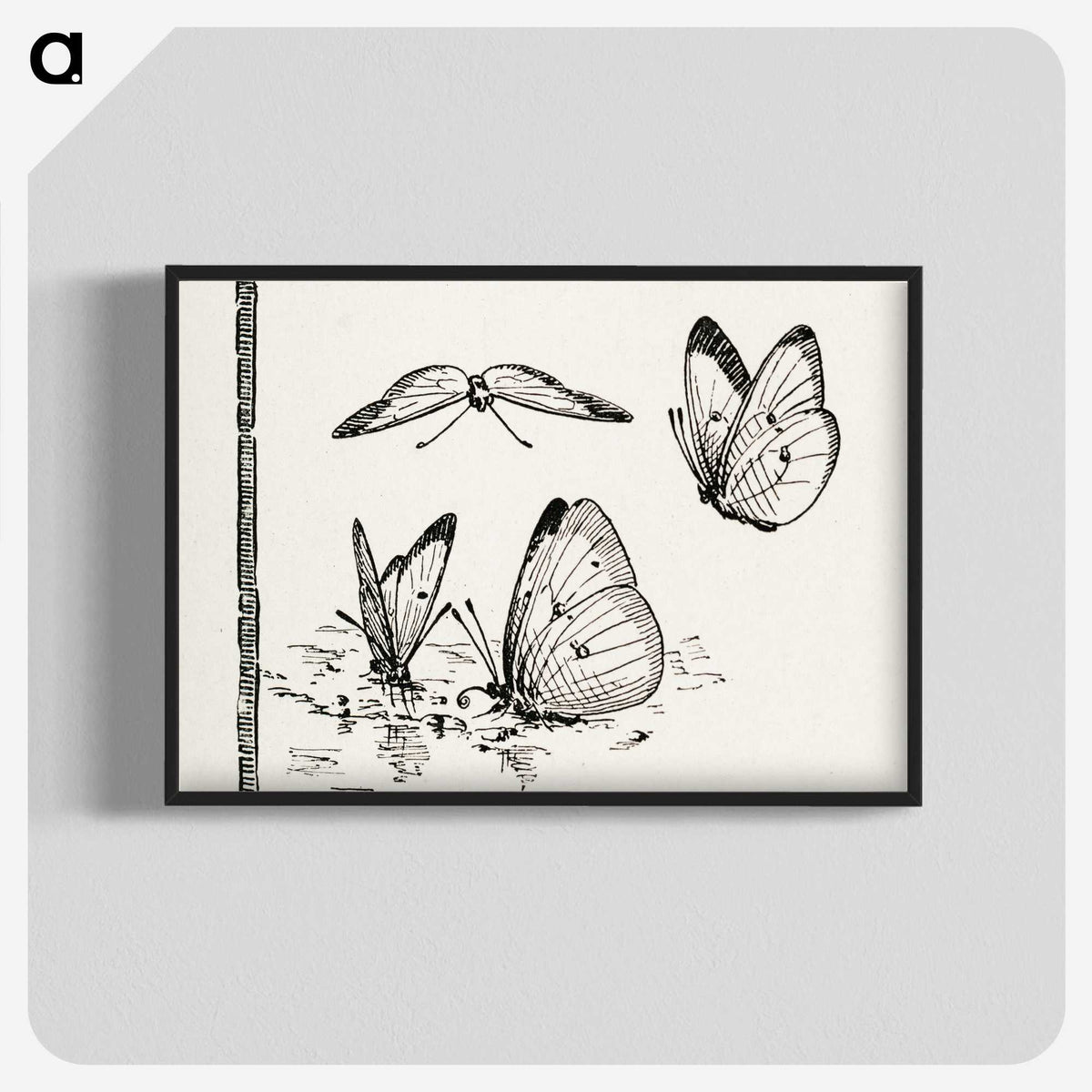 1-35_Moths-and-Butterflies-of-the-United-States_blk-crop