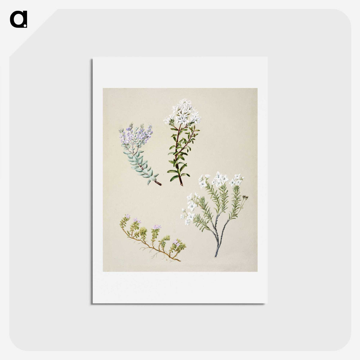 1-35_Native-Flowering-Plants-of-New-Zealand_hagaki