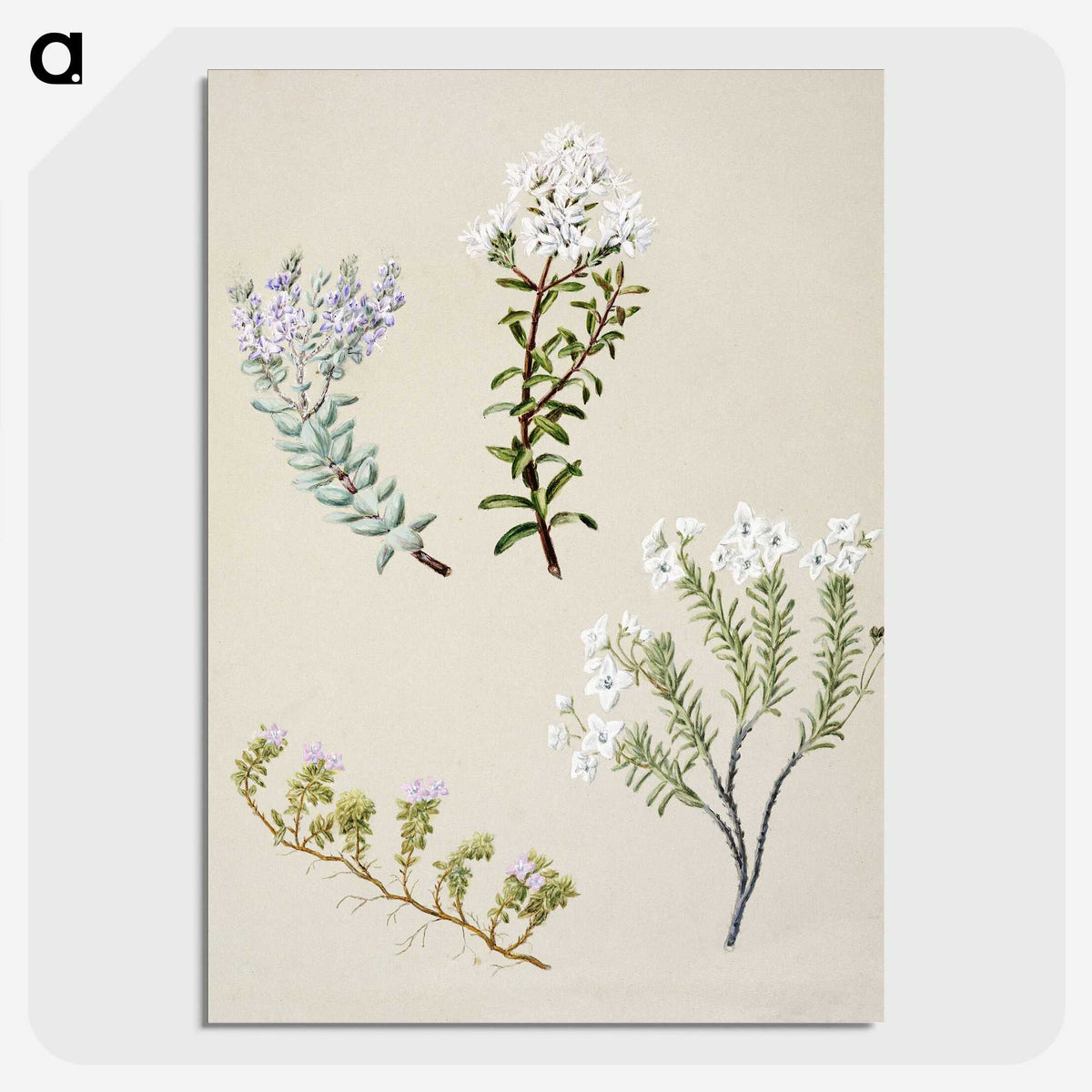 1-35_Native-Flowering-Plants-of-New-Zealand_picture-crop