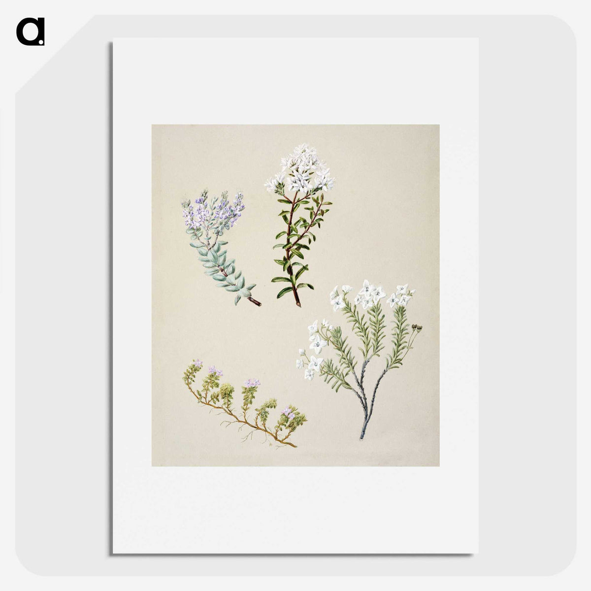 1-35_Native-Flowering-Plants-of-New-Zealand_picture
