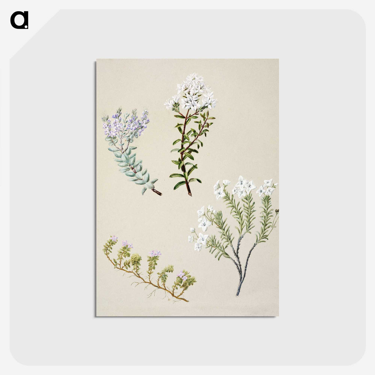 1-35_Native-Flowering-Plants-of-New-Zealand_postcard