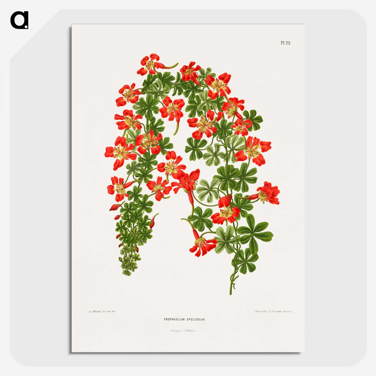 1-35_Nederlandsche-Flora-en-Pomona_picture-crop