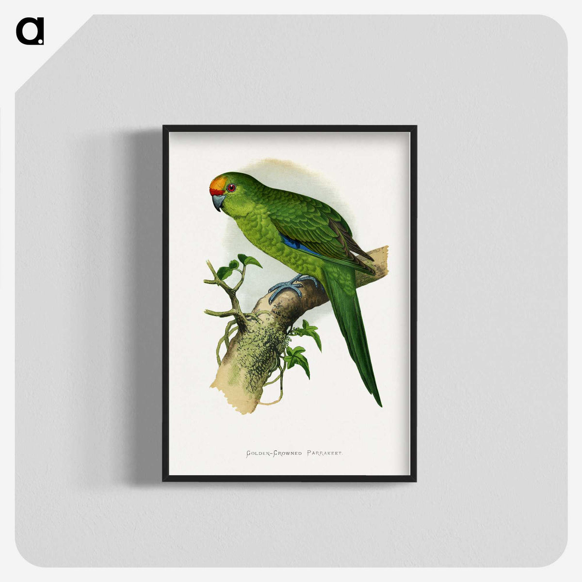 1-35_Parrots-in-Captivity_blk-crop