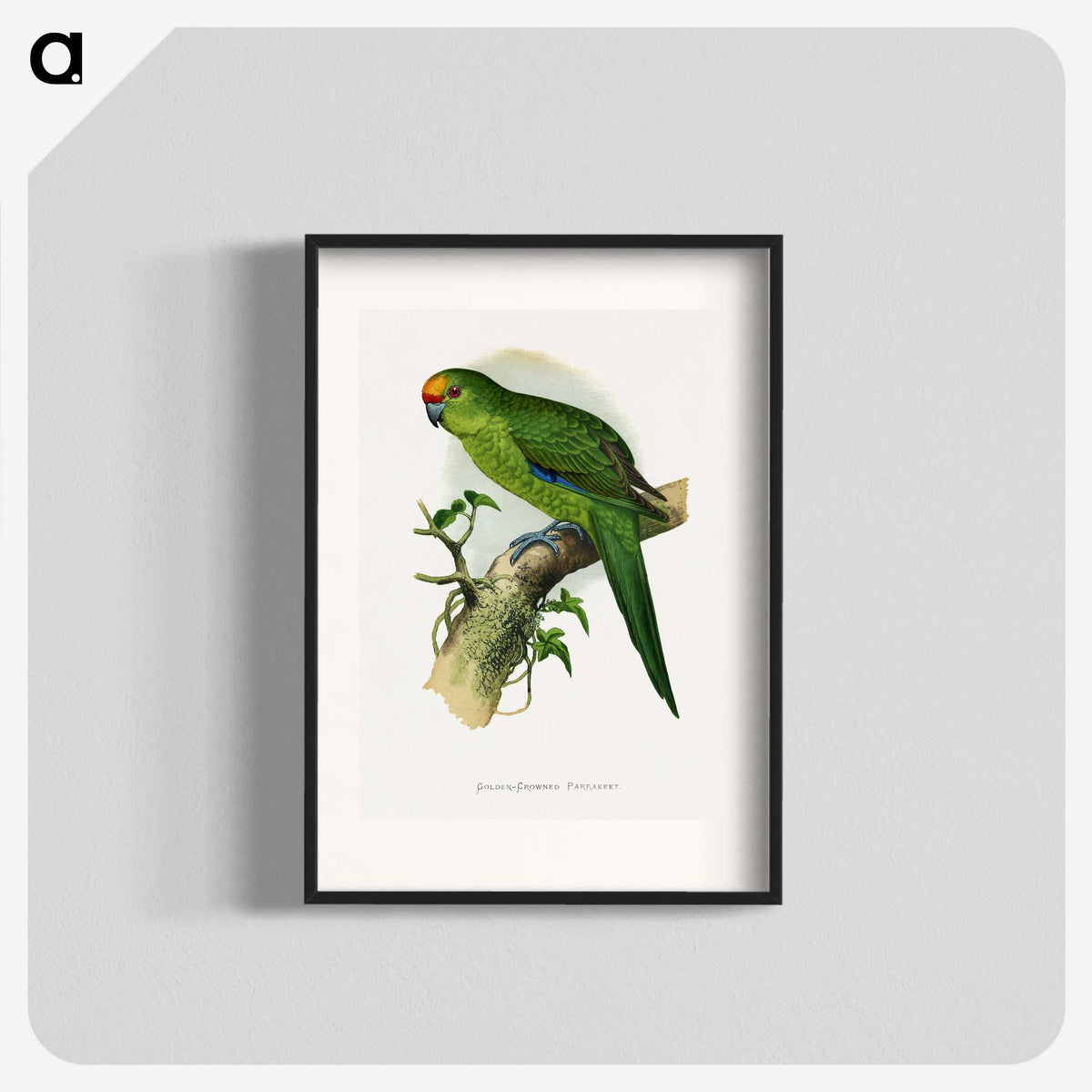 1-35_Parrots-in-Captivity_blk