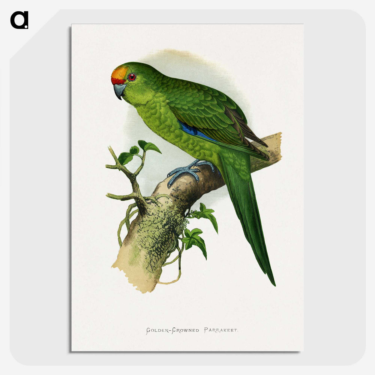 1-35_Parrots-in-Captivity_picture-crop