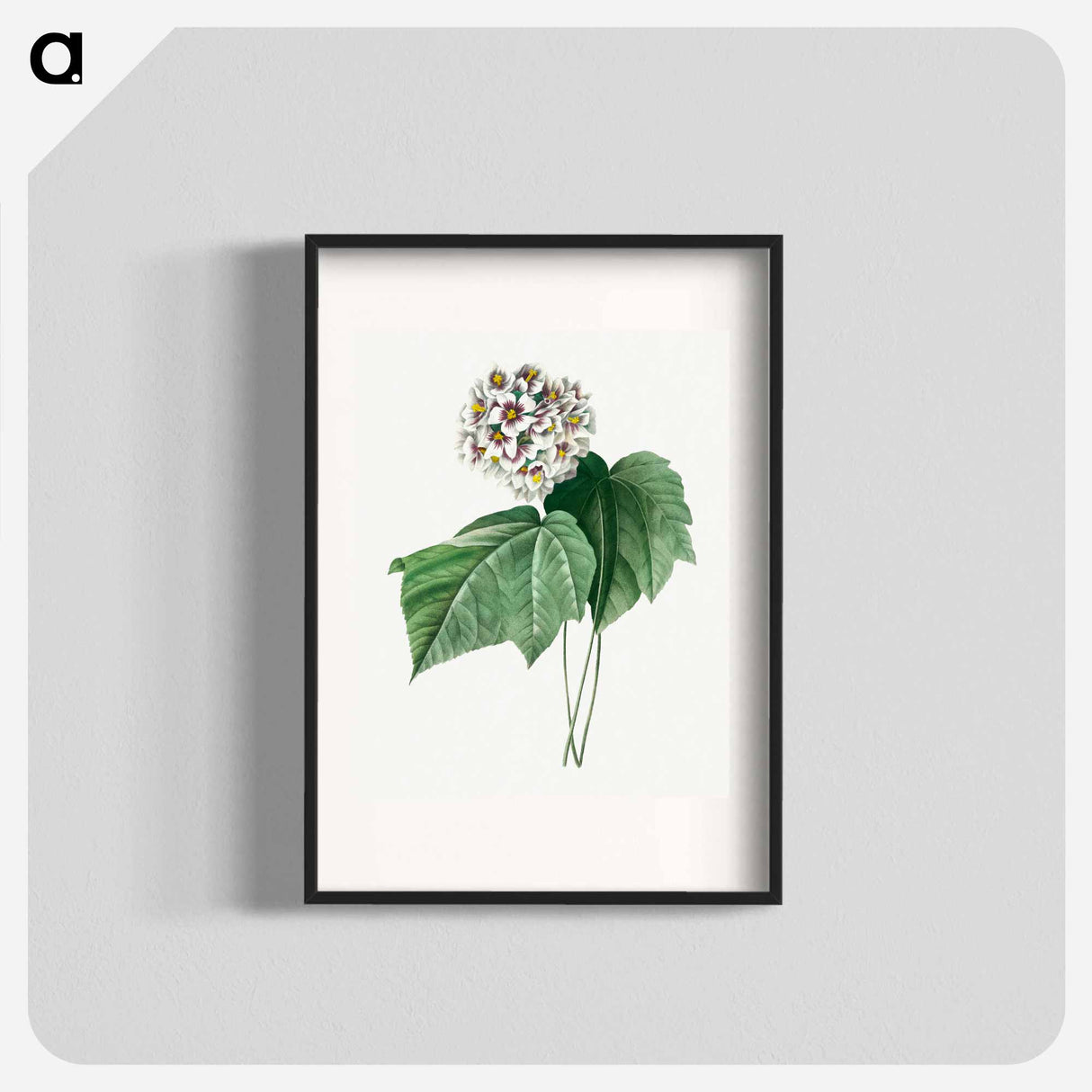 Dombeya Amelia - Pierre Joseph Redouté Poster.