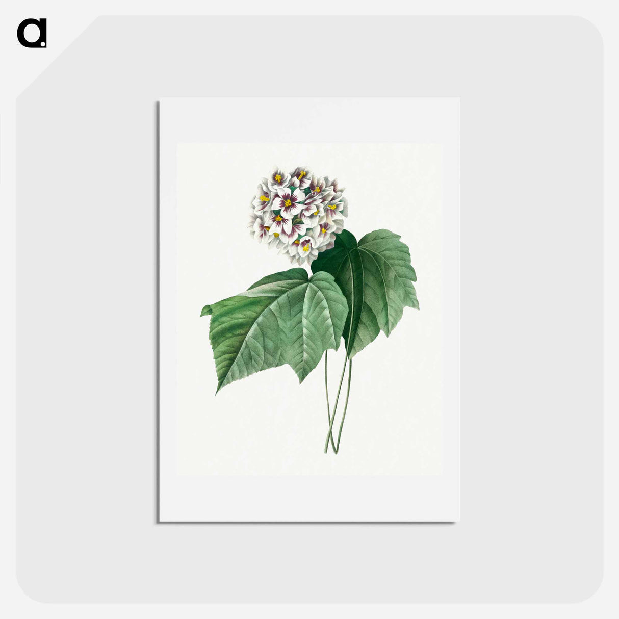 アートポストカード-Dombeya Amelia - ピエール ジョゼフ ルドゥーテ Postcard.