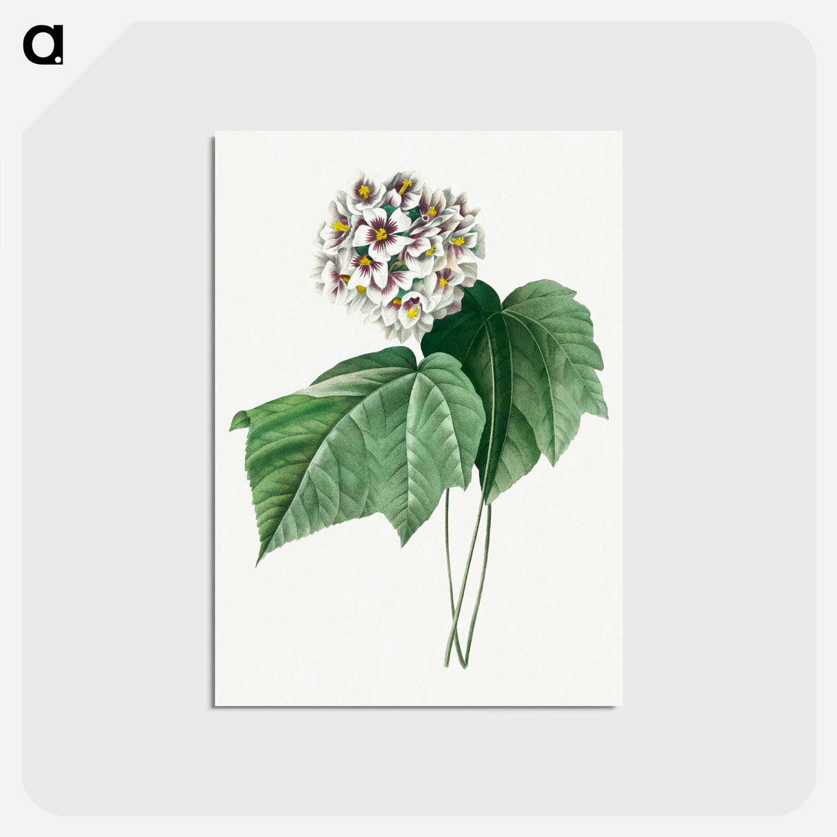 アートポストカード-Dombeya Amelia - ピエール ジョゼフ ルドゥーテ Postcard.