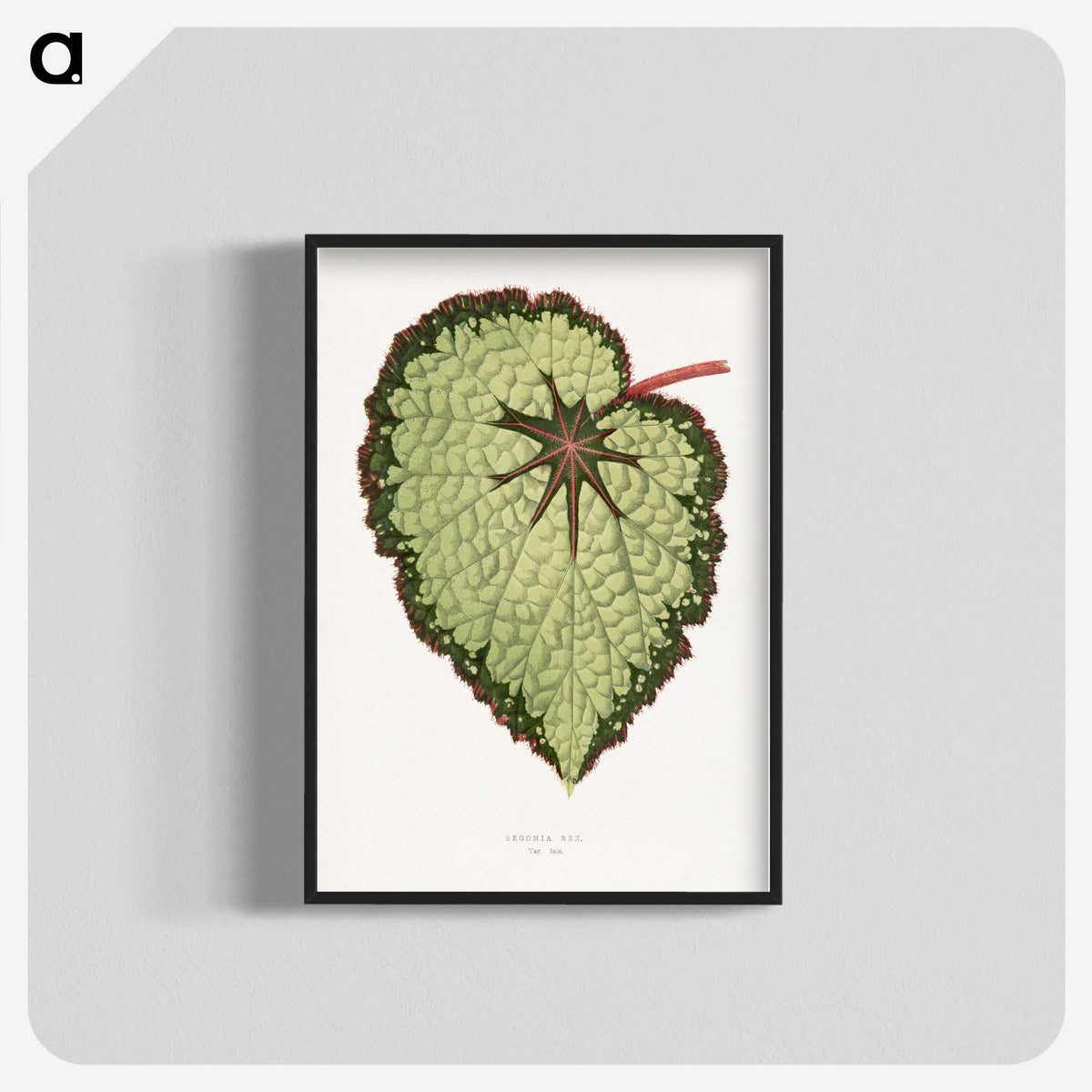 1-35_Plants-with-Colored-Foliage_blk-crop